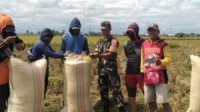 Babinsa Kanyuara Mendampingi Proses Panen Padi di Lokasi Sawah “Latappareng”