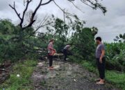 Cepat dan Tanggap, Polsek Panca Lautang Bersihkan Pohon Tumbang Akibat Angin Kencang