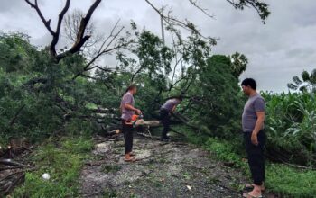 Cepat dan Tanggap, Polsek Panca Lautang Bersihkan Pohon Tumbang Akibat Angin Kencang