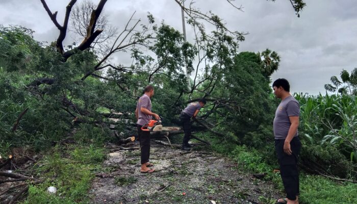 Cepat dan Tanggap, Polsek Panca Lautang Bersihkan Pohon Tumbang Akibat Angin Kencang