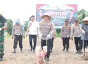 Penggerak Ketahanan Pangan Tanam Jagung Kabupaten Sidrap, Kapolres Turun Langsung di Desa Mario Bersama Forkopimda