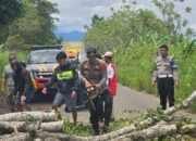 Respons Cepat! Kapolsek Pitu Riase Pimpin Evakuasi Pohon Tumbang yang Halangi Jalan