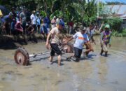 Bupati Sidrap Tanam Padi Tabela di Kanie, Tegaskan Target Satu Juta Ton Gabah