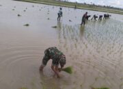 Babinsa Turun Kesawah Bantu Petani Menanam Padi