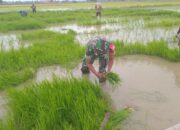 Aksi Babinsa Turun Ke Sawah Bantu Petani Cabut Bibit Siap Tanam