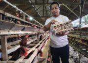 Dari Tani hingga Ternak Syaharuddin Alrif Dorong Sidrap Go Digital