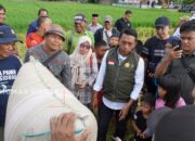 Bupati Sidrap Panen IP 300 di Majjelling, Produktivitas Capai 8 Ton per Hektare