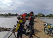 Babinsa Desa Kanie Dampingi Program Luas Tambah Tanam di Lahan Petani Ahmad Yani