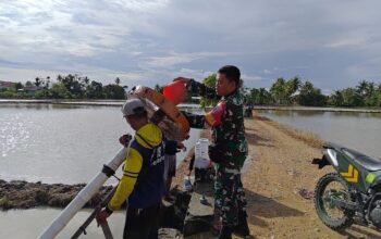 Babinsa Desa Kanie Dampingi Program Luas Tambah Tanam di Lahan Petani Ahmad Yani